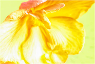 r_rw5_orig_flower_rwagoner.jpg