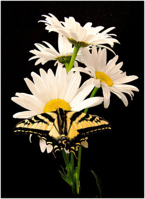 M_Butterfly_and_Daisies_NormJames.jpg
