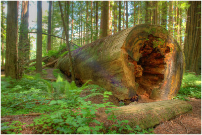 M_Redwood_Forest_Hutchings.jpg.jpg