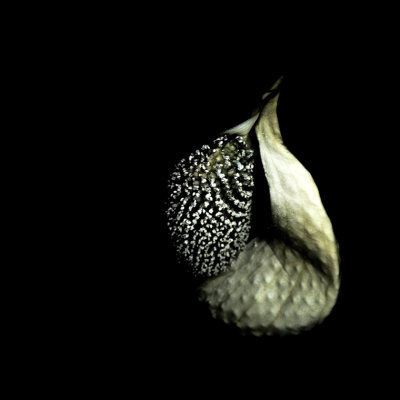 M_Skunk_Cabbage_by_Flashlight_Jerry_Young.jpg