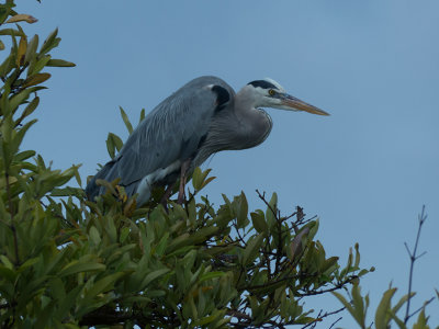 M_Galapagos_Islands_Great_Blue_Heron_DBray.jpg