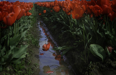 G_Rows of Red Tulips_Chizuko Farley.jpg