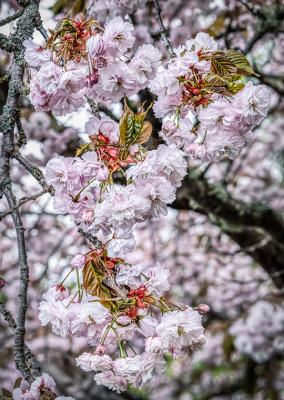 G_Spring Blossoms_Paul Rickert.jpg