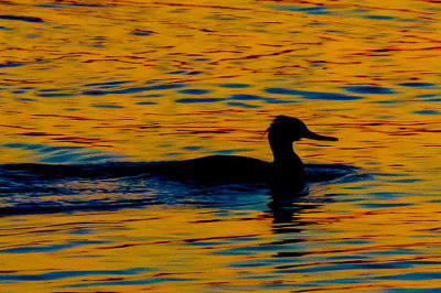 M_Evening_Merganser_Dorothy_Rosenbladt.jpg