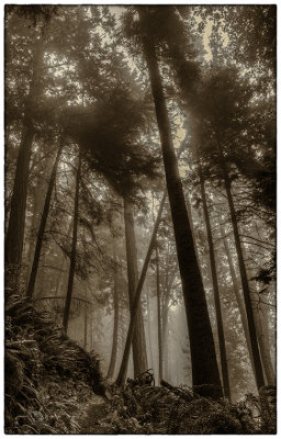 M_Evening Trail Walk_Pat Egaas.jpg