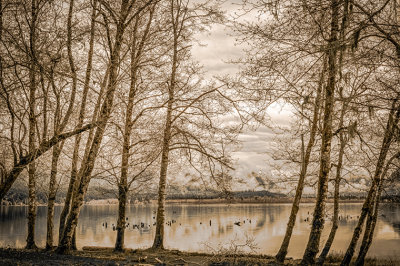 M_Winter at Lake Quinault_Andrew Bergh2.jpg.jpg