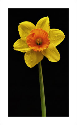 Daffodil on Black_Pat Egaas.jpg