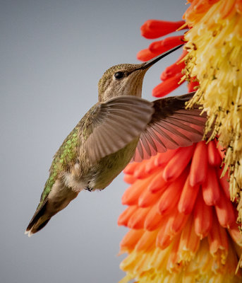 G_Hummingbird_Dawn Bockus.jpg