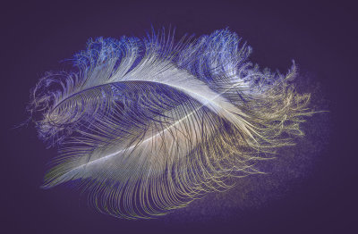 M_A Pair of Feathers_Rob Wagoner.jpg