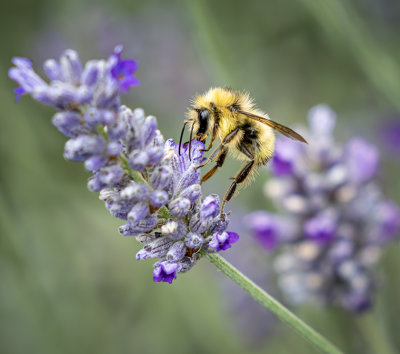 M_Lavender visitor_Colleen Parker .jpg