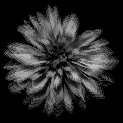 C_2 dahlia black and white_ Dawn Bockus.jpg