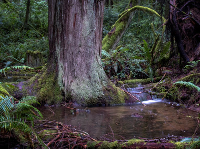 G_A Winter Stream_Chizuko Farley.jpg