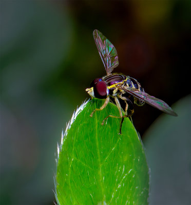 G_Hoverfly_Arlen Price.jpg