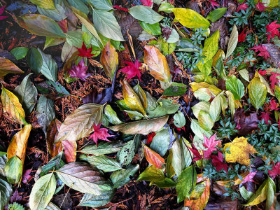 G_Leaf Extravaganza_Paul Brians .jpg