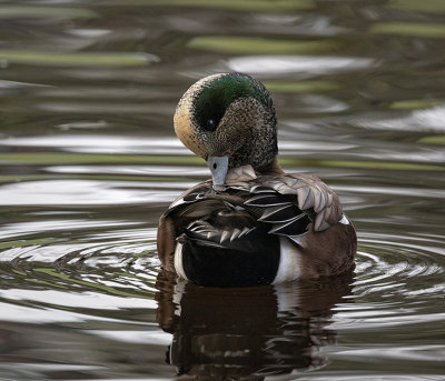 G_Resting Wigeon_DeArman S.jpg