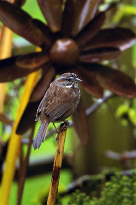 G_The Happy Sparrow_Norm James.jpg