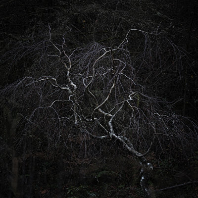 G_Weeping Birch_Norm James.jpg