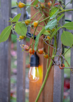 M_gardenfence_Debi Shrimplin.jpg
