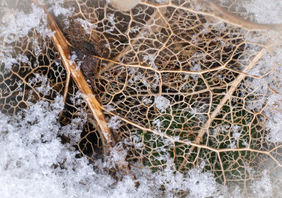 G_Skeleton Leaves in the Snow_Chizuko Farley.jpg