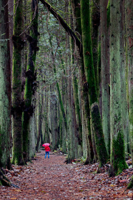 M_A Walk in the Woods_Bob Rosenbladt.jpg