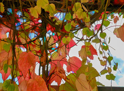 M_Fall Leaves and vines_Dawn Bockus.jpg