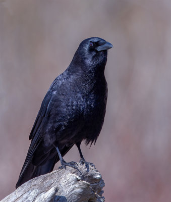 G_Crow on Drift Log_Arlen Price.jpg