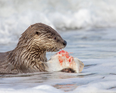 G_River Otter With Flounder_Arlen Price.jpg