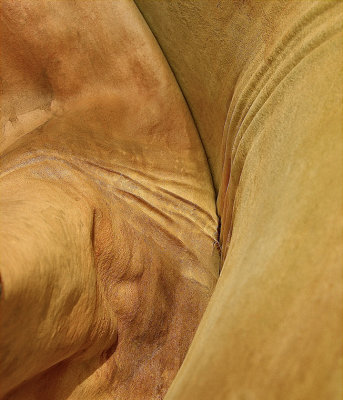 M_A Close Pairing–Two Madrona Trees_Jerry Young.jpg