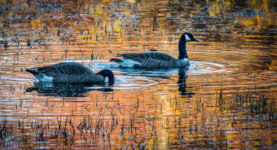 M_Canada Geese on Winter Pond_Chuck Eklund.jpg