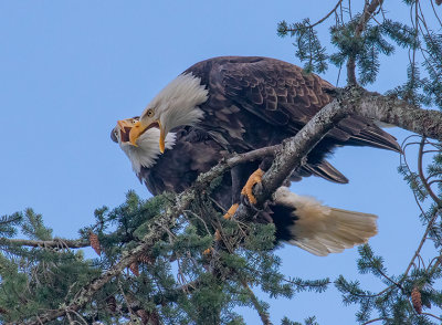 M_Eagle Pair_Dawn Bockus.jpg