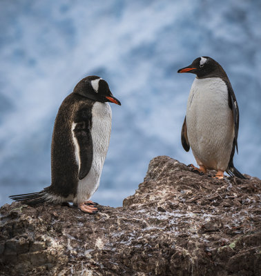 M_Gentoo pair_Colleen Parker.jpg