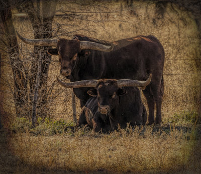 M_Long Horns_DeArman S.jpg