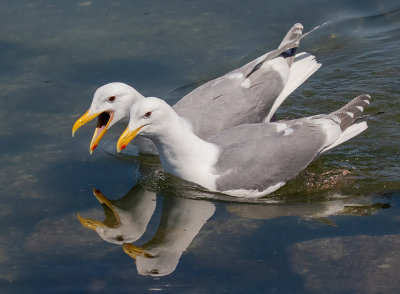 M_Seagull Pair_Dawn Bockus_.jpg