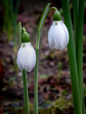 M_Snowdrops_Chizuko Farley.jpg