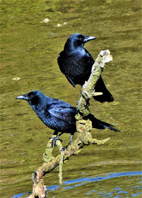 M_Two Birds on a Branch_Ralph Miller.jpg