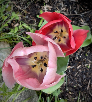 M_Two Tulips_Brians P.jpg