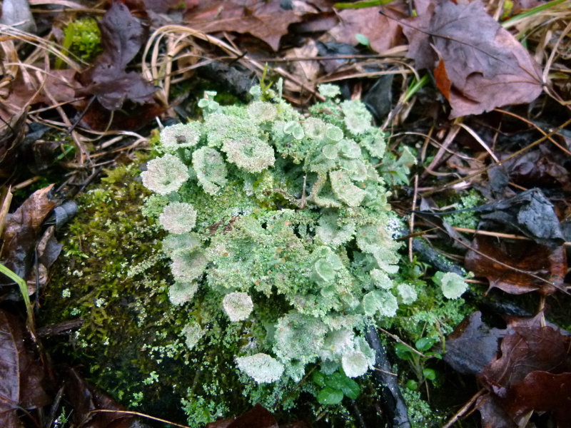 Trail Plants