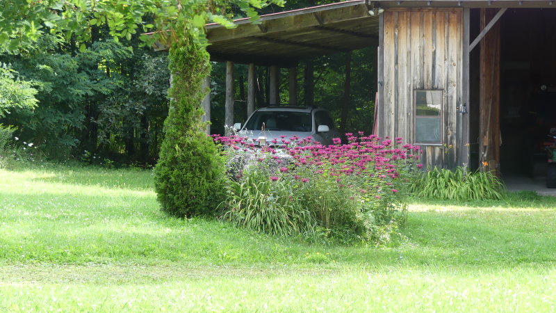 The raspberry beebalm attracts the hummingbirds and hummingbird moths!