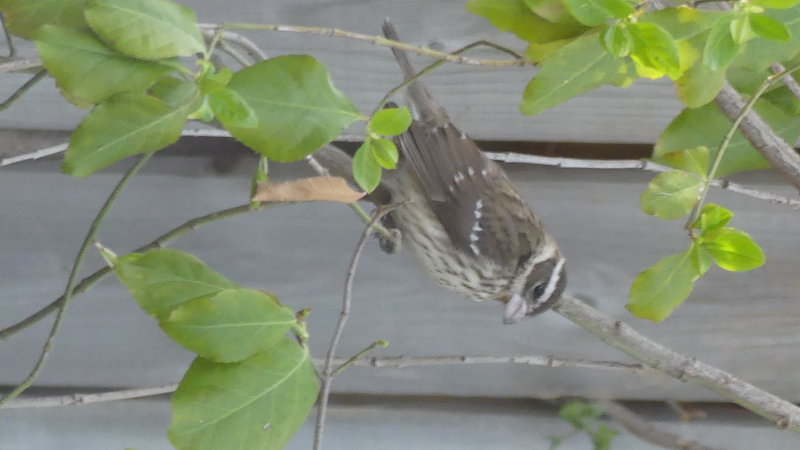 A beautiful female Rose-breasted Grosbeak - rarely visited in the past.