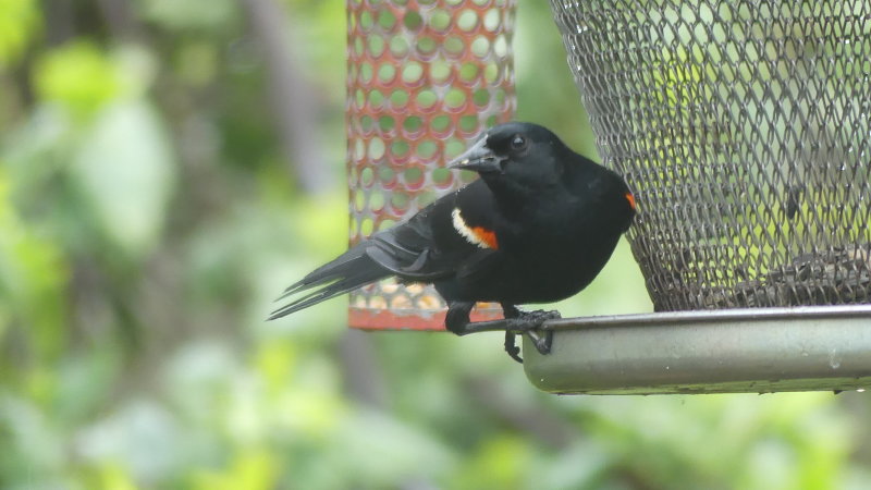 Can't leave out these beautiful birds ... although they would test my patience as they would take over the feeders  ........