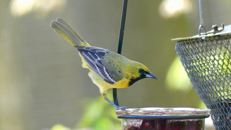 It was a thrill to have an orchard oriole visit the feeders at Dagobah, in fact they nested in the area. What a surprise to ....