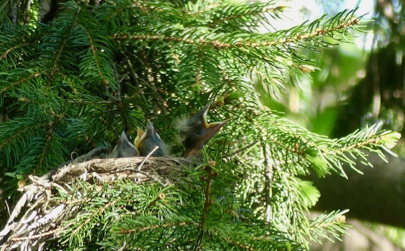 Our loyal pair of robins ... a pair in the front yard and a pair in the back yard!