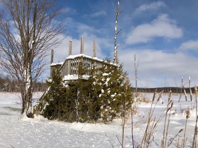 The cedars are growing and will soon turn this into a blind