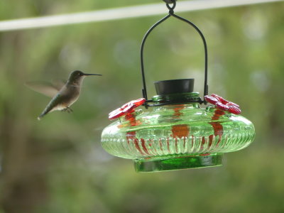 The Ruby-throated Hummingbirds are very competitive this year