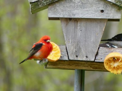 A male Scarlet Tanager enjoying the oranges