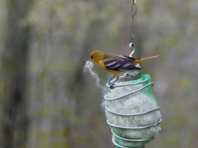 Female Baltimore Oriole gathering nesting material for her nest that is visible from the house