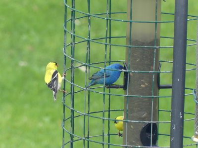 An Indigo Bunting likes the feeders ... and forages under them as well.