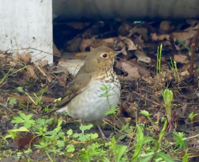 The secretive Hermit Thrush forages in the wooded section near the house.