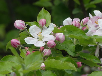 There were spectacular apple blossoms!