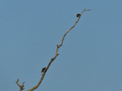 There were 3 Green Herons ..... one flew off before I could get a photo ....